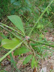 Alstonia