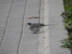 Motacilla alba alba
