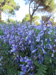 Vicia villosa