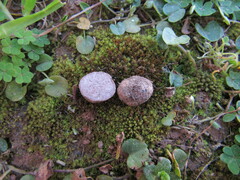 Tuber gennadii