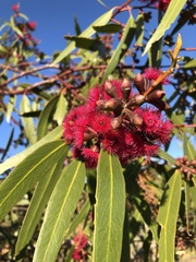 Eucalyptus lansdowneana