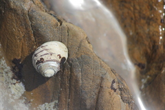 Austrocochlea constricta