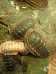 Ischnochiton australis