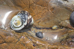 Austrocochlea constricta