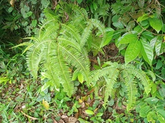 Dicranopteris linearis alternans