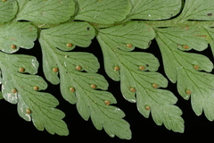 Microlepia