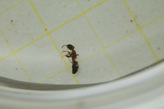 Dolichoderus quadripunctatus