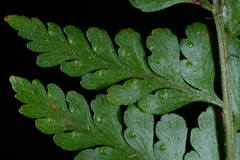 Microlepia