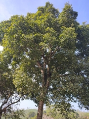 Ficus nervosa