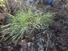 Pinus koraiensis