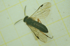 Dolerus vestigialis