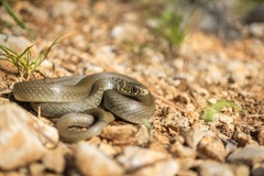Hierophis viridiflavus carbonarius