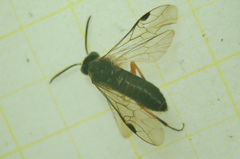 Dolerus vestigialis
