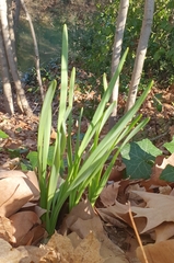 Narcissus tazetta
