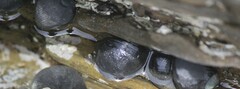 Nerita atramentosa