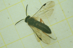 Dolerus vestigialis