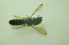 Osmiini