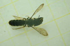 Osmiini