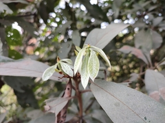 Actinodaphne malabarica