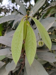 Actinodaphne malabarica