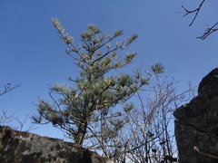 Pinus koraiensis