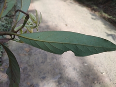 Actinodaphne malabarica