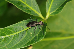 Odontocheila