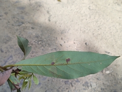 Actinodaphne malabarica