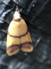 Heteroteucha translatella