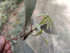 Actinodaphne malabarica