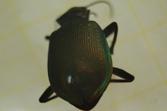 Calosoma inquisitor