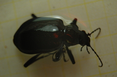Calosoma inquisitor