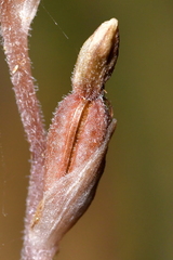 Danhatchia australis