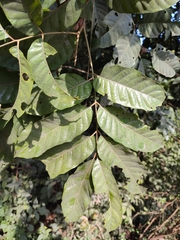 Aglaia lawii