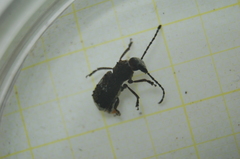 Platystomos albinus
