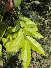 Aglaia lawii