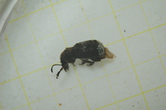 Platystomos albinus