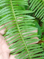 Dicranopteris linearis alternans