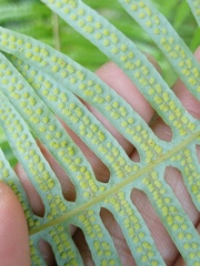 Dicranopteris linearis alternans