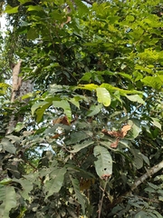 Aglaia lawii