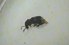 Platystomos albinus