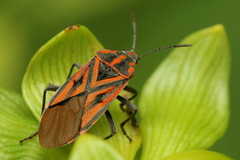 Spilostethus rivularis