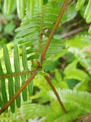 Dicranopteris linearis alternans