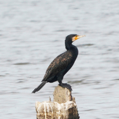 Phalacrocorax carbo sinensis