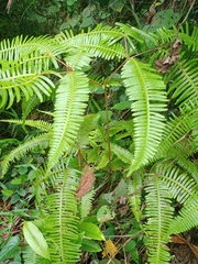 Dicranopteris linearis alternans