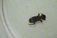 Thanasimus formicarius