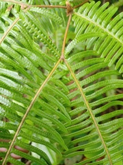 Dicranopteris linearis alternans