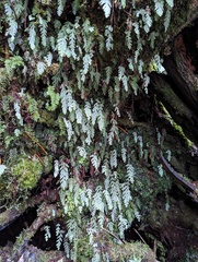 Hymenophyllum pallidum