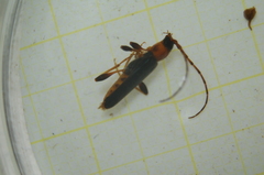 Phymatodes testaceus