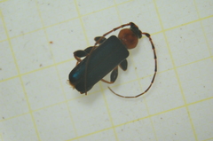 Phymatodes testaceus